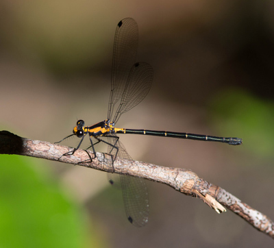 Austroargiolestes amabilis